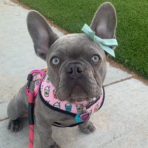 Meet your Posher, LoveyLoveFrenchie